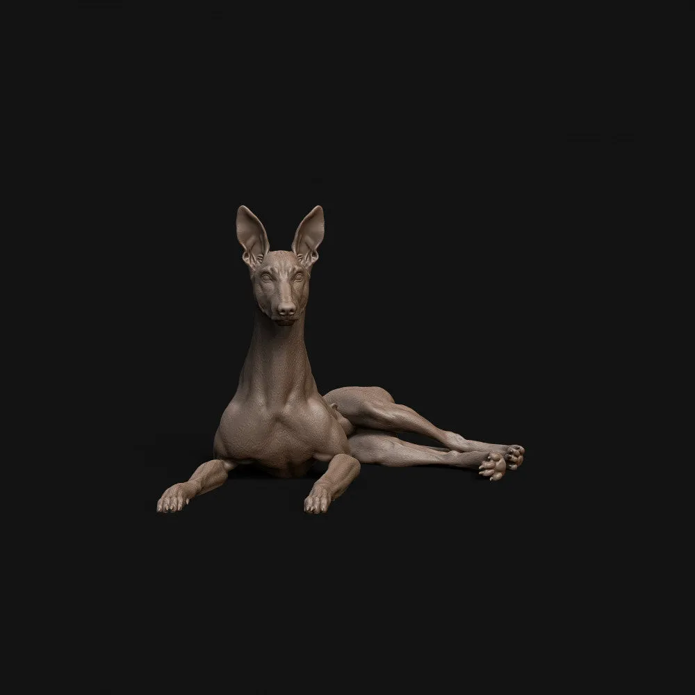 Pharaoh Hound dog laying down