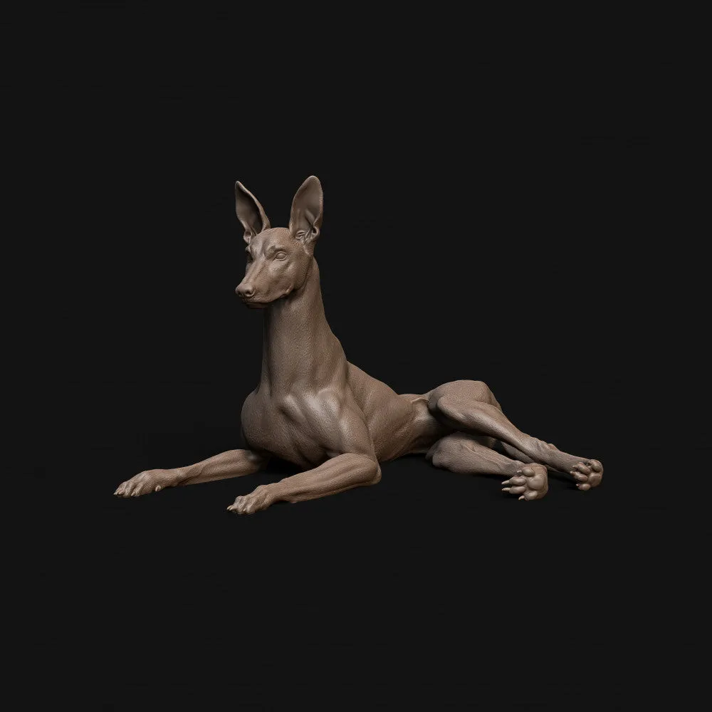 Pharaoh Hound dog laying down