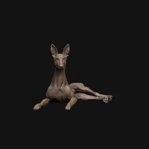 Pharaoh Hound dog laying down