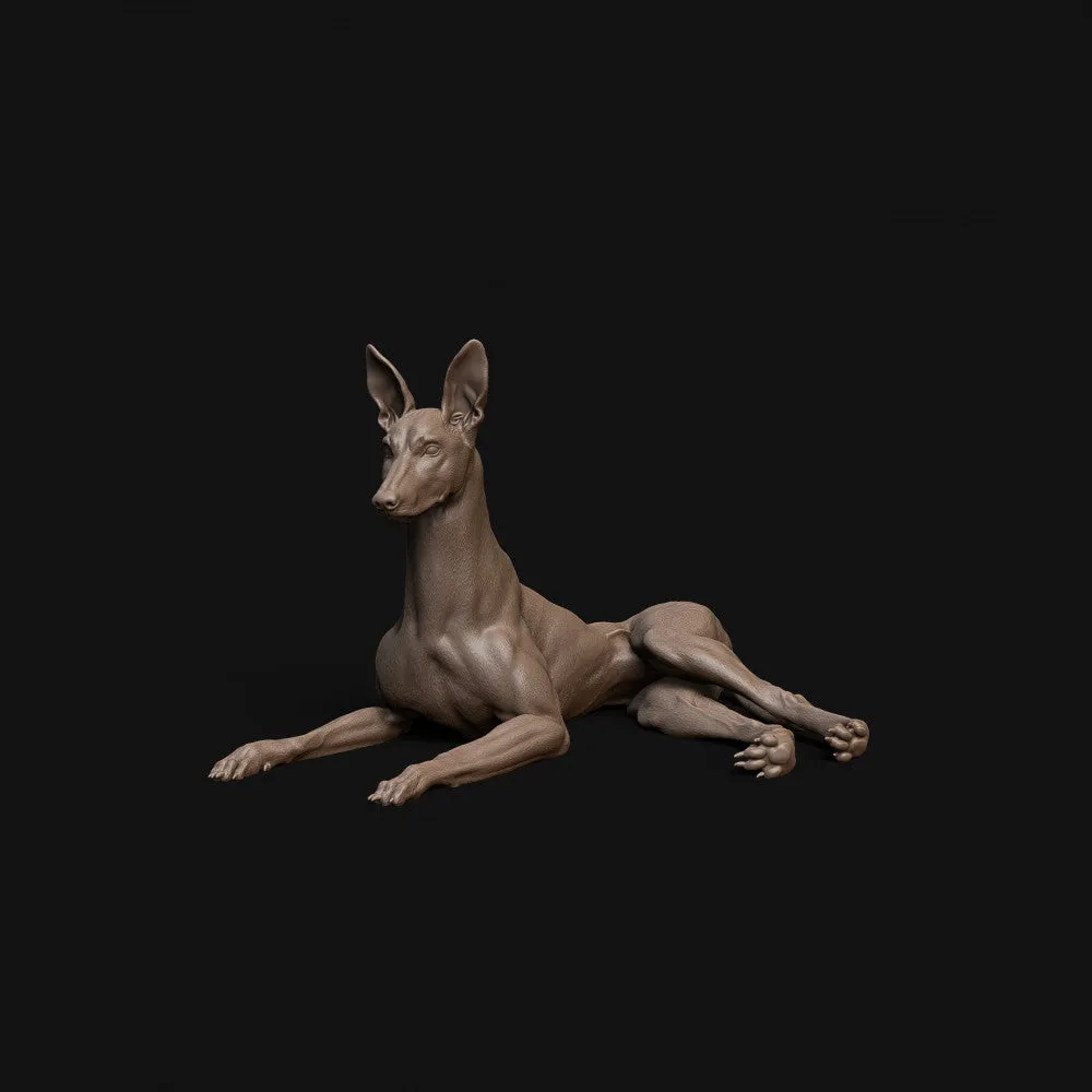 Pharaoh Hound dog laying down