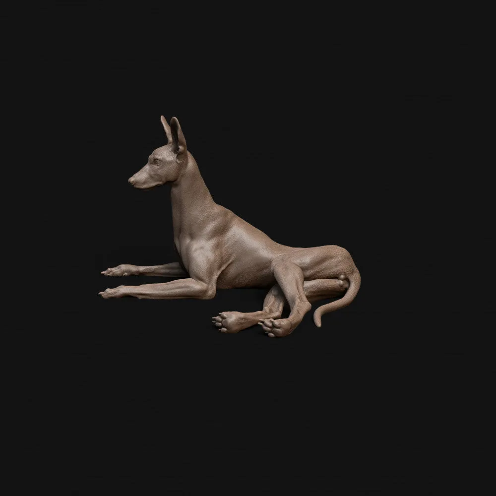 Pharaoh Hound dog laying down